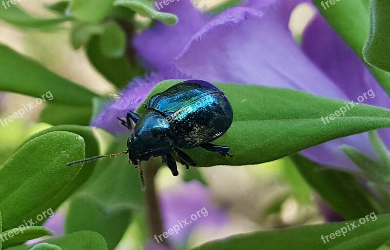 Beetle Blue Milkweed Beetle Bug Leaves Flowers