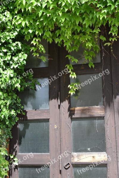 Door Overgrown Ivy Plant Leaves