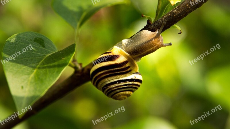 Snail Animal Nature Mollusk Garden