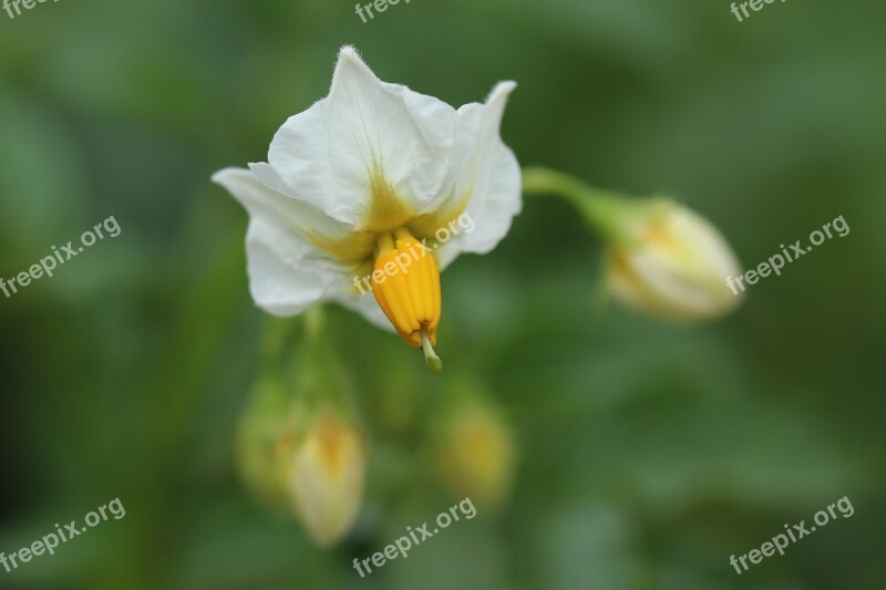 Flowers Plants Flower Gardens Mountain Spring