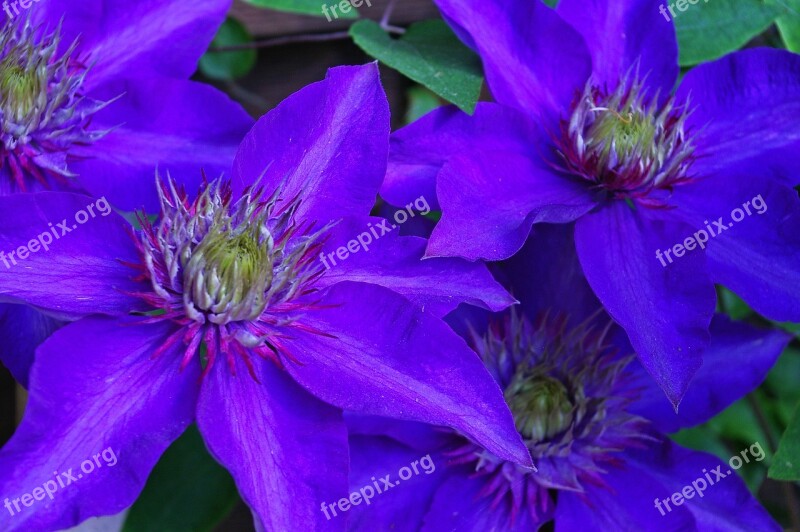 Clematis Clematis Flower Petals Violet Nature