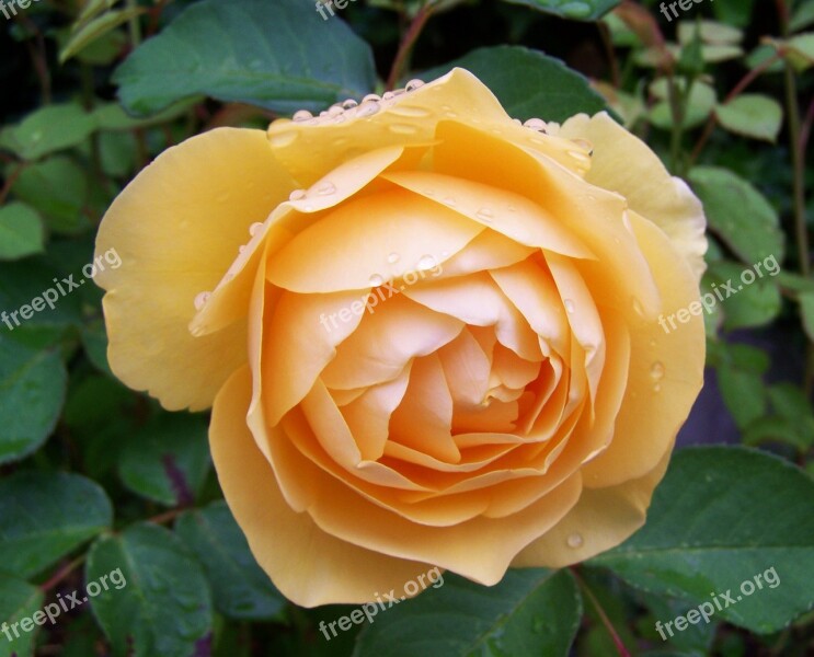 Yellow Roses Summer Flower Flower Garden Free Photos