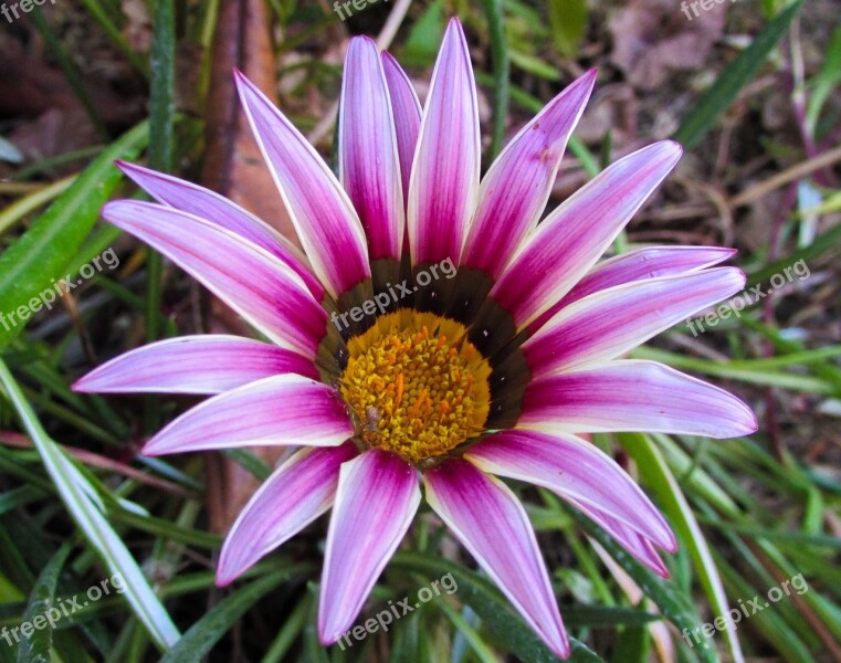 Gazania Flower Pink Colorful Spring