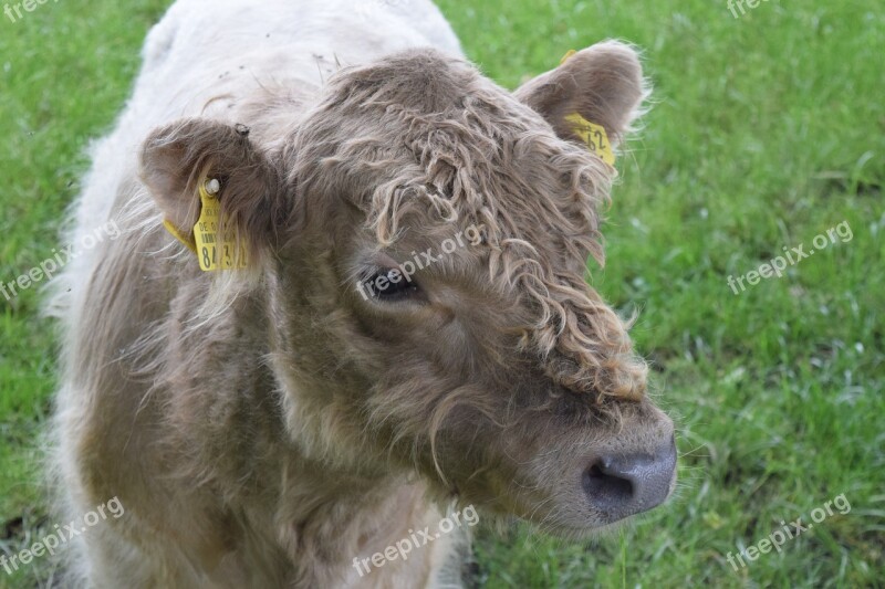 Beef Young Cattle Pasture Portrait Kuhschnauze