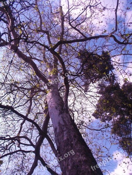 Platanus Tree Konary Flora Vegetation