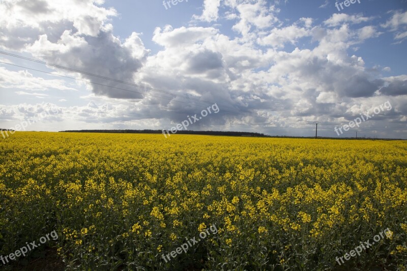 Landscape Sky Flowers Blue Sky Clouds