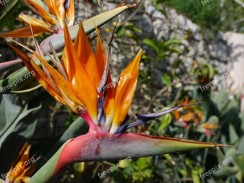 Strelizie Bird Of Paradise Flower Parrot Blum Flower Free Photos