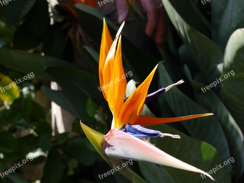 Strelitzias Bird Of Paradise Flower Parrot Blum Flower Free Photos