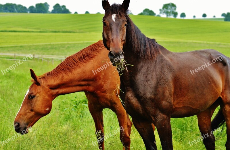 Horses For Two Coupling Stallion Eat