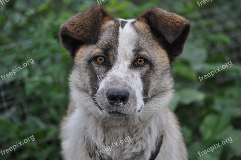 Dog Village Pet Animal Portrait