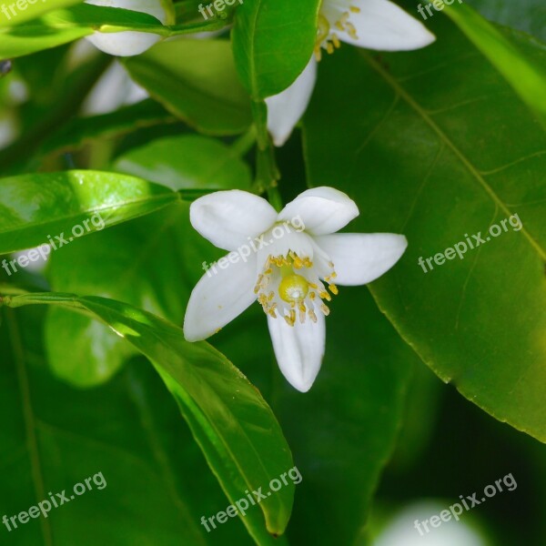 White Flowers Chinese Citron Mandarin Oranges Yellow