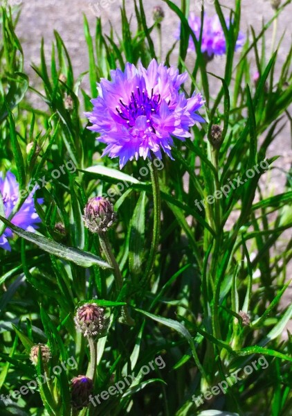 Cornflower Purple Flowers Red Purple Blue-violet