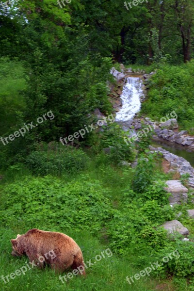 The Bear Wildlife Brook Waterfall Wild Nature