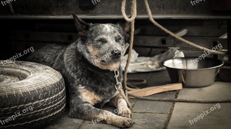 Dog Heat Old Alone On Leash