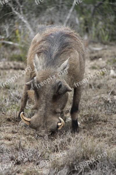 Warthog Tusks South Africa National Park