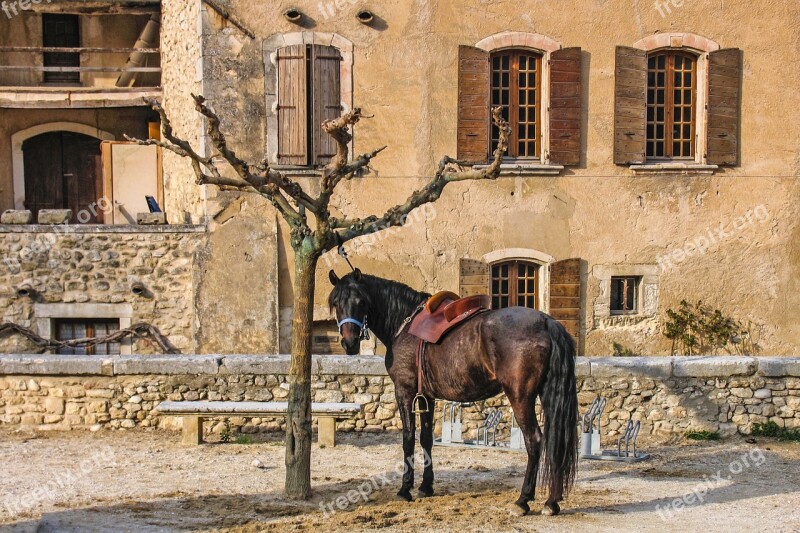 Horse Saddled Connected Brown Provence