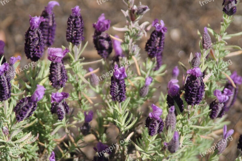 Purple Flowers Botanic Purple Flower Nature