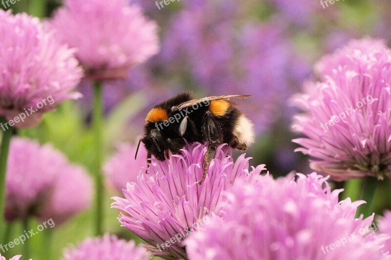 Hummel Insect Animal Purple Blossom