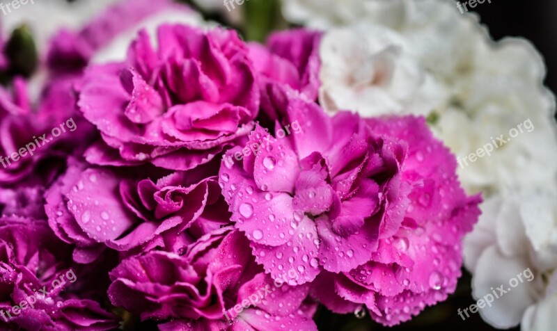 Carnation Flowers Purple Nature Close