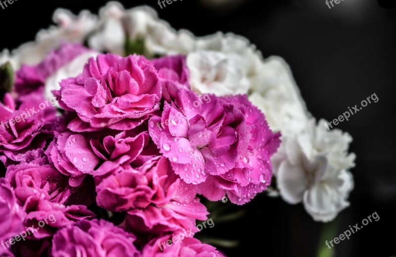 Carnation Flowers Purple Nature Close