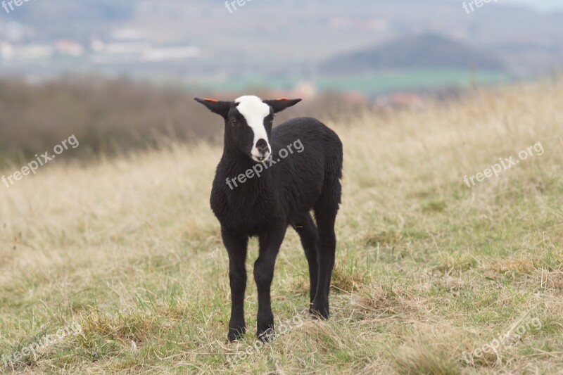 Lamb Spring Feast Meadow Animal