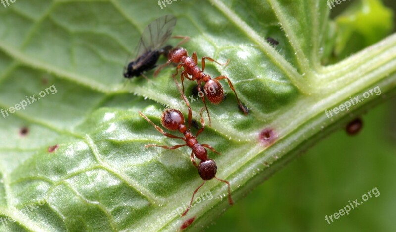 Red Garden Ant Myrmica Rubra Worker Inside Dead Fly Leaf