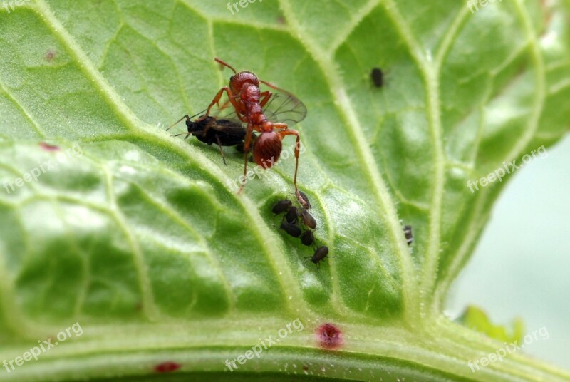 Red Garden Ant Myrmica Rubra Arbeiterinportrait Dead Fly Dead Aphids