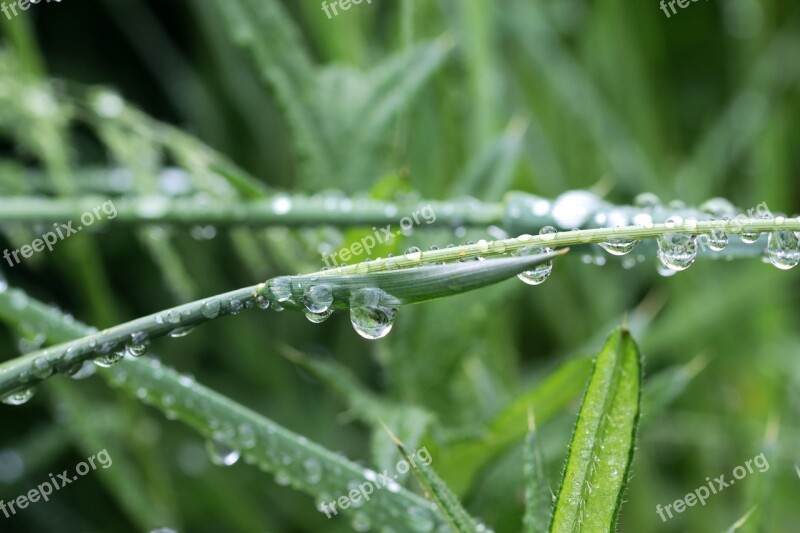 Blade Of Grass Grass Grasses Drop Of Water Raindrop