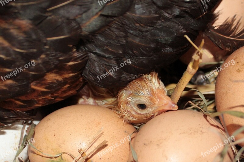 Chicks Yellow Freshly Hatched Head Wet Plumage