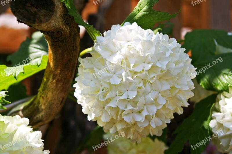 Snow Ball Bush White Blossom Bloom