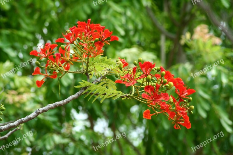 Flamboyant Africa Nature Red Tree