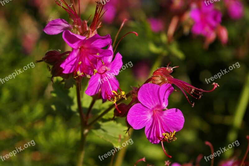 Cranesbill Ground Cover Nature Flora Summer