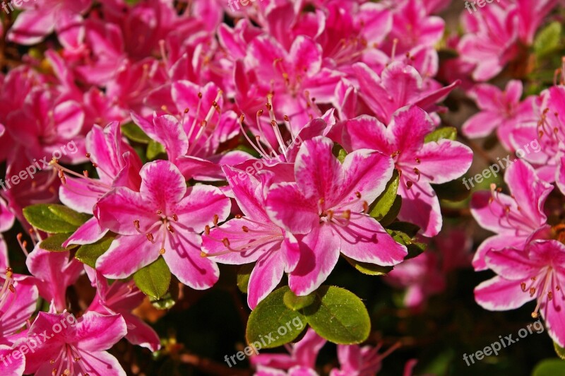 Azalea Garden Ornamental Shrub Spring Plant