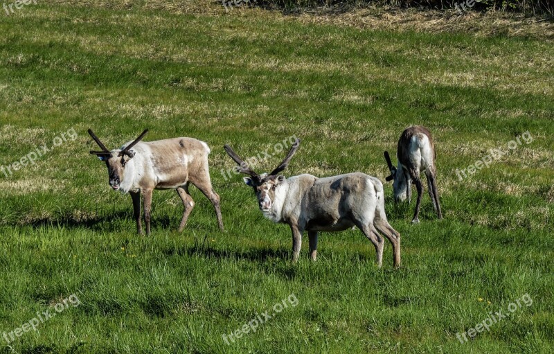 Reindeer Pack Animal Mammal Nature