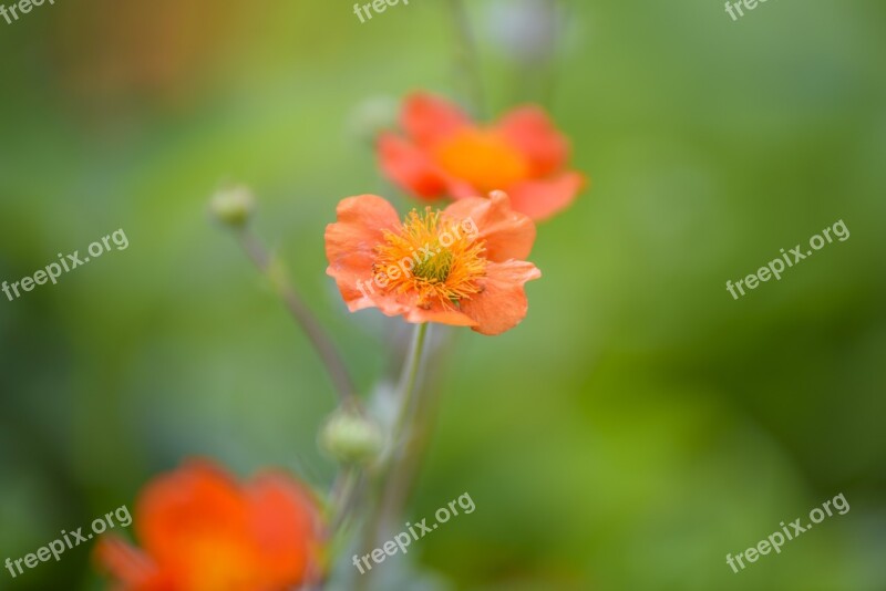 Beautiful Garden Flowers Garden Spring Flowers Beauty