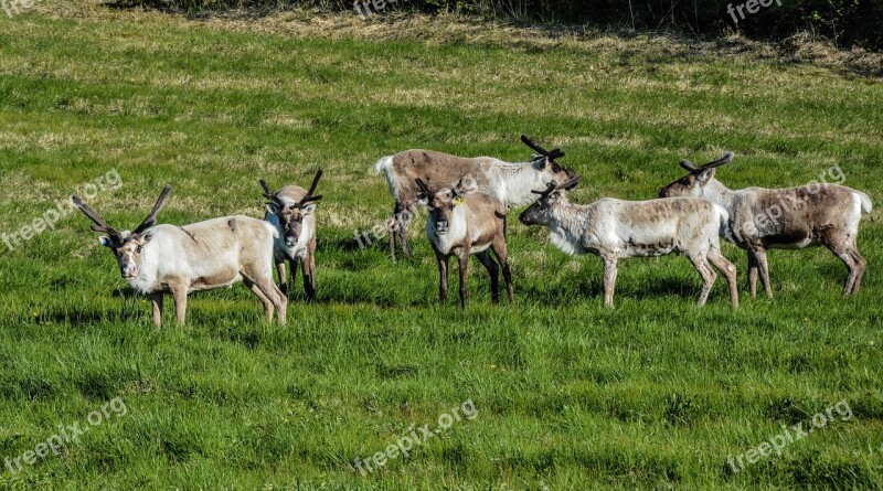 Reindeer Pack Animal Mammal Nature