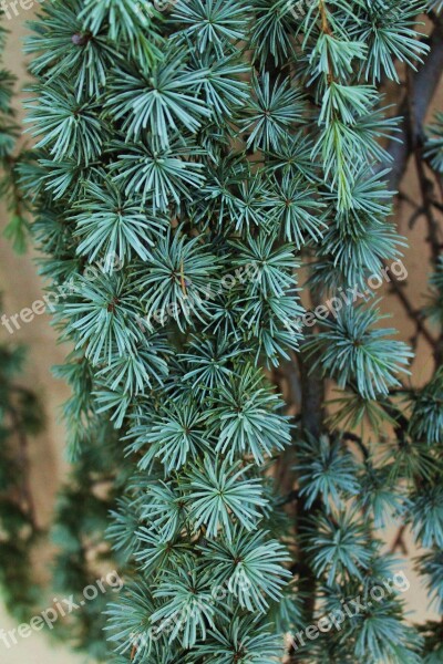 Pine Tree Weeping Tree Green Pine Needles Branches