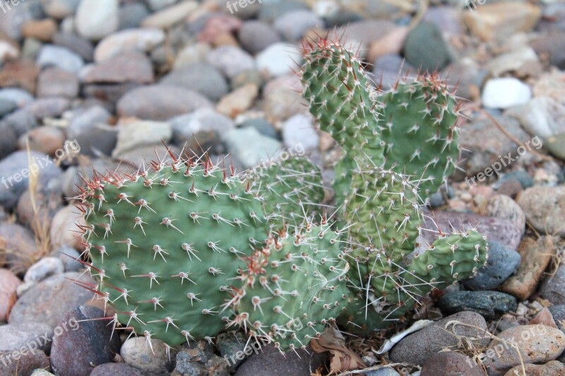 Cactus New Mexico Cacti Xeriscape Xeriscaping