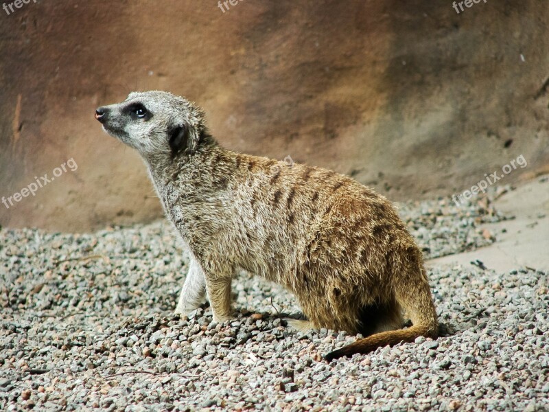 Meerkat Africa Animal Wildlife Nature