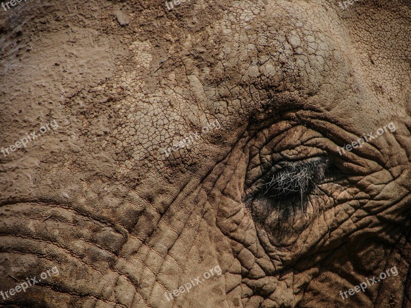 Elephant Eye Wildlife Animal Wild