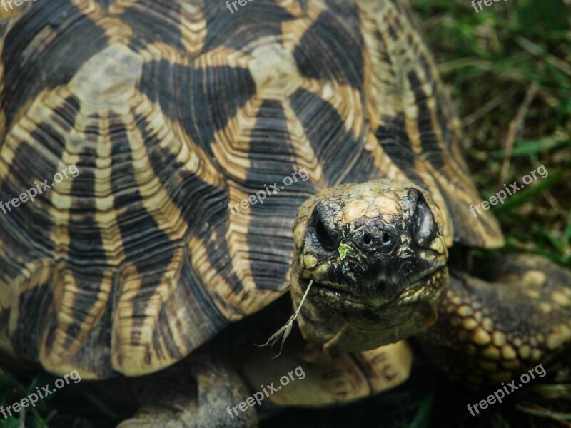 Shell Reptile Turtle Animal Wildlife