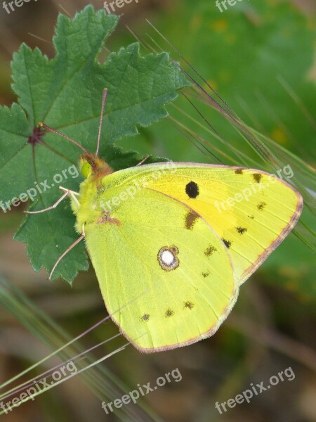 Butterfly Colias Croceus Safranera De L'alfals Free Photos