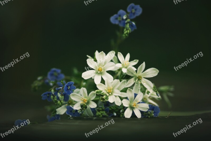 Flowers Still Life Veronica Blue White