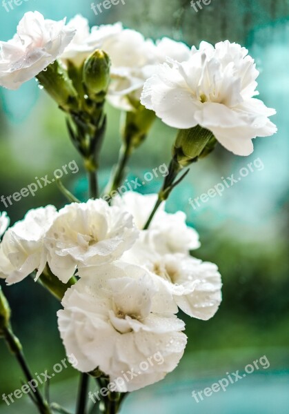 Carnation White Flowers Blossom Color