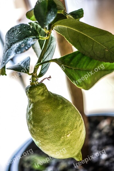 Lemon Tree Green Plant Agriculture