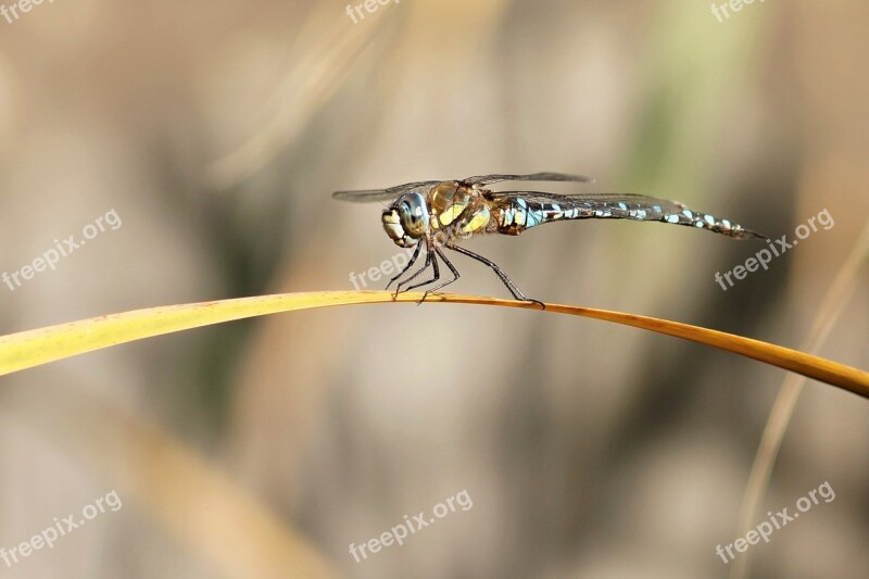 Dragonfly Male Macro Detail Nature