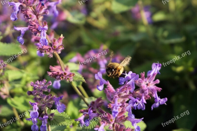 Hummel Insect Animal Purple Blossom