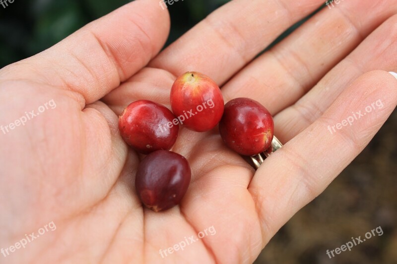 Hands Coffee Grain Coffee Grains Fruits