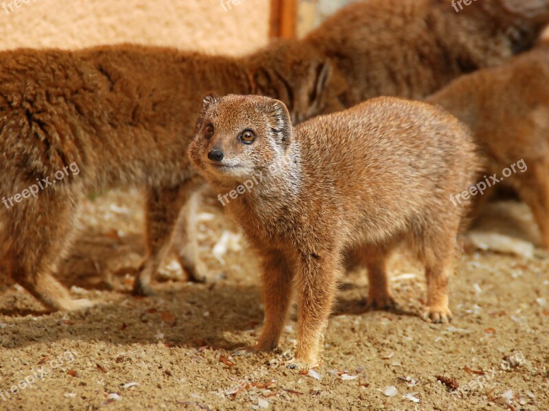 Yellow Mongoose Animal Mammal Free Photos