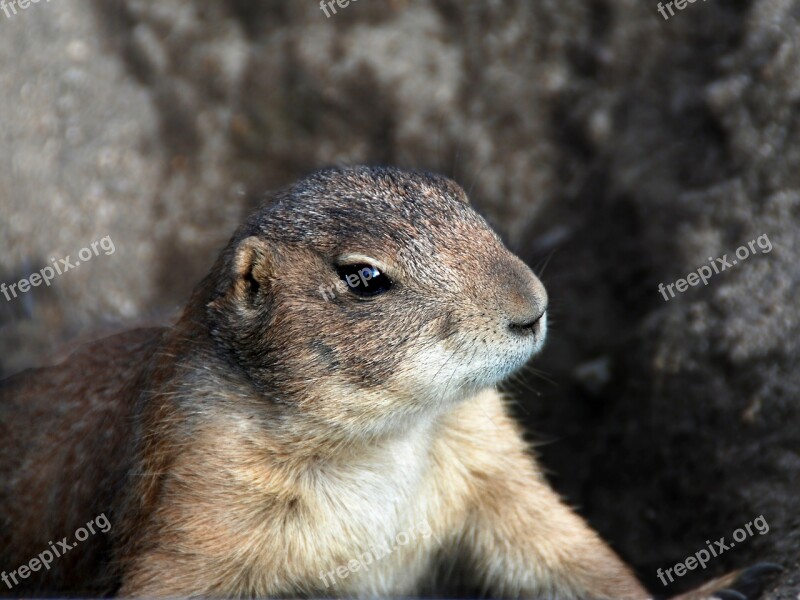 Animal Prairie Dog Sciurids Free Photos